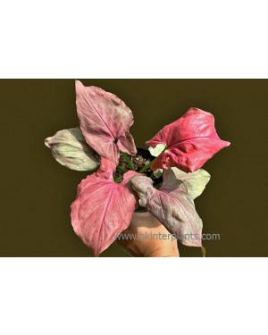 Syngonium Hybrid Pink Perfection 