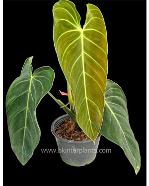 Philodendron Melanochrysum
