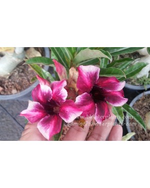 Adenium " Purple Daimond Ring " 