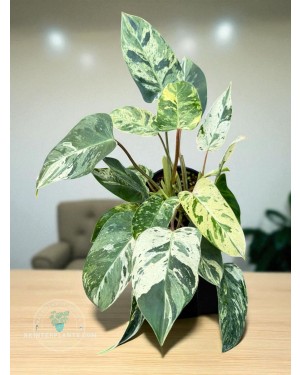 Bright, eye-catching colors, rounded fonts, suitable for Instagram & Marketplace posts