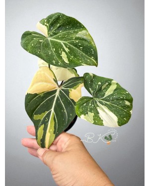 Philodendron Albo Gloriosum Tricolor – Top View of Variegated Leaves