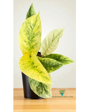 A1-Rhaphidophora Elliptifolia Variegated