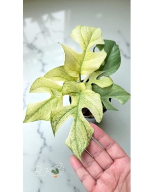 Close-up of white variegated leaf on Rhaphidophora Tetrasperma Ginny White Monster