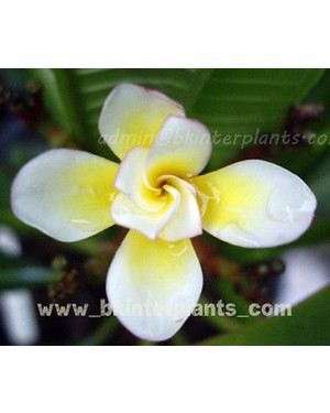 Plumeria " Rose " 