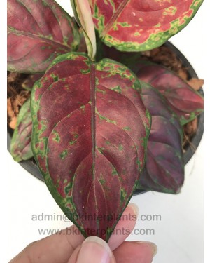 AGLAONEMA " Super Black "