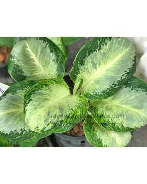 AGLAONEMA " Banana Leaf "