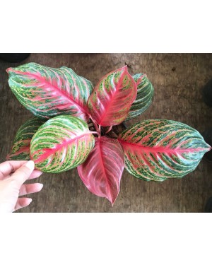 AGLAONEMA " Mahanark "