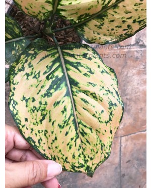AGLAONEMA " Golden Rich "