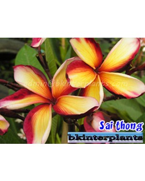 Plumeria " Sai Thong "