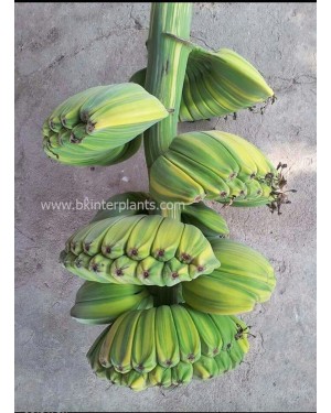 Musa Banana " Thepanom Variegated "