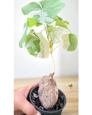 Variegated leaves of Stephania Erecta with creamy white and green tones