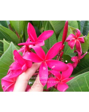 Plumeria "Super Pink"