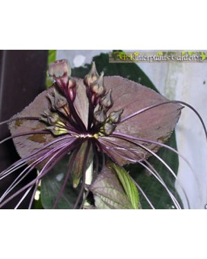 Tacca Black Bat Flower