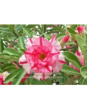 Adenium " Triple Amazing " 