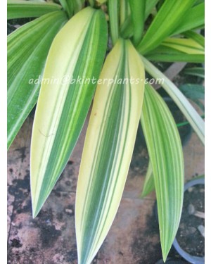 Variegate " SIBSANN Variegate Leaf "