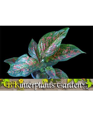 AGLAONEMA " Venus "