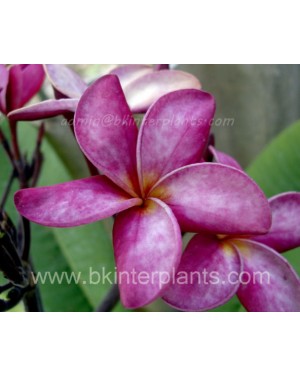 Plumeria " Violet Pink Hybrid " 