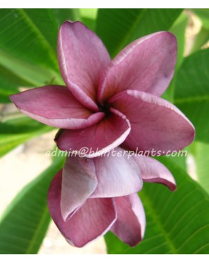 Plumeria " Violet Princess "