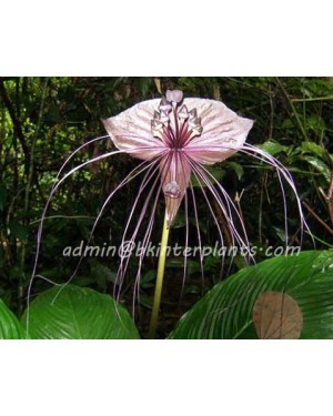 Tacca White Bat Flower