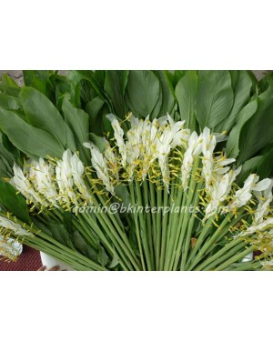 3 Corms " White Globba " 