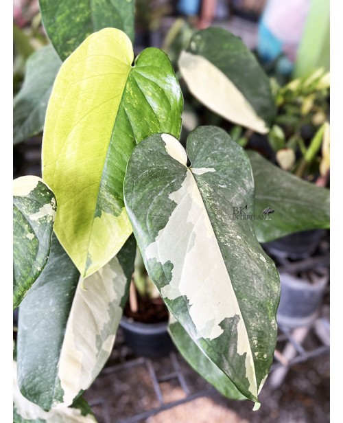 Syngonium Chiapense Variegated