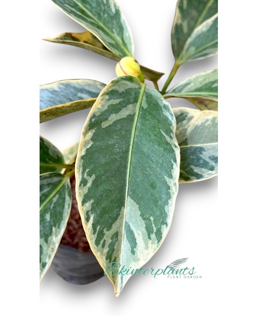 Mangosteen Variegated 