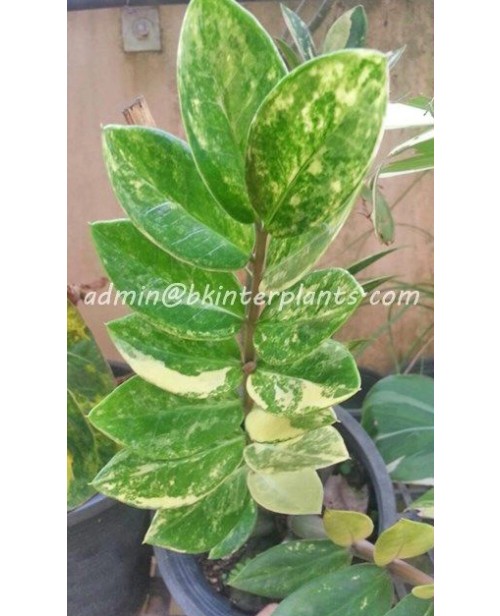 Zamioculcas zamifolia Variegated