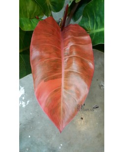 Philodendron Red Sunlight Variegated 