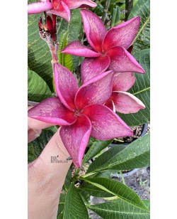 Plumeria Lucie Purple