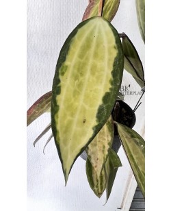 Hoya Macrophylla Variegated Pot of Gold