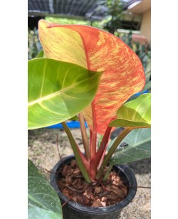 Philodendron Moonlight Red Galaxy Variegated Super RARE