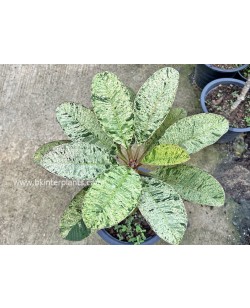 Plumeria Maya Crystal Leaf Variegated 