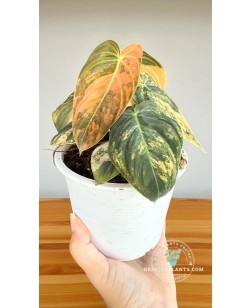 Side view of Philodendron Melano Orange Variegated plant in nursery pot