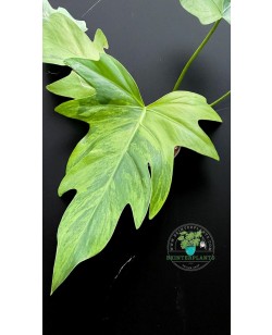 Close-up of Philodendron Radiatum Variegated leaf showing creamy and green marbled variegation