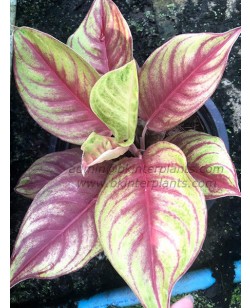 AGLAONEMA " Red Penny "