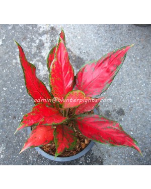 AGLAONEMA " Super Red "