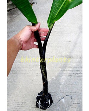 Musa Banana " Black Tanee "