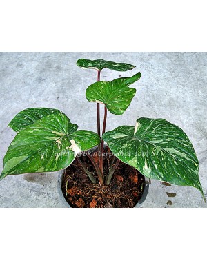 Homalomena wallisii Prakaydow Variegated