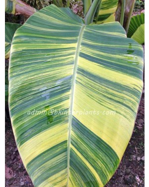 Musa Banana " Chaing Rai Variegated "