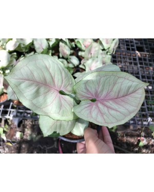 Syngonium Hybrid Bold Allusion