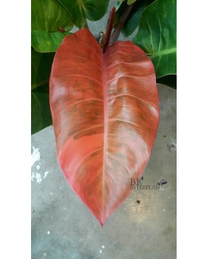 Philodendron Red Sunlight Variegated 