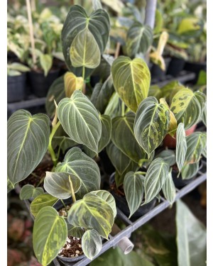 10 Plants Philodendron Melanochrysum Variegated 