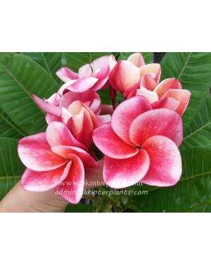 Plumeria " Gled Tam Tim "