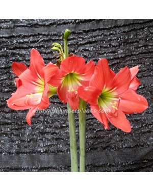Amaryllidaceae " Red Lion "