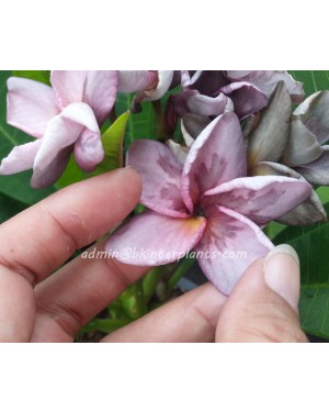Plumeria " Splash Lover Purple "