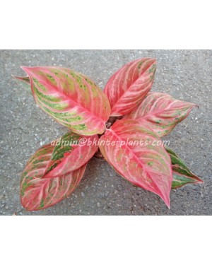 AGLAONEMA " God Rich "