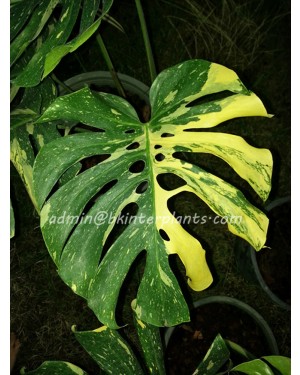 Monstera variegated " Thai Constellation " size S