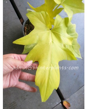 Philodendron Warszewiczii Aurea 