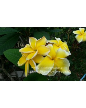 Plumeria " Danupol Yellow "