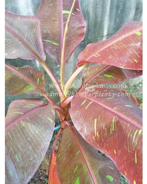 Musa Banana " Siam Ruby "